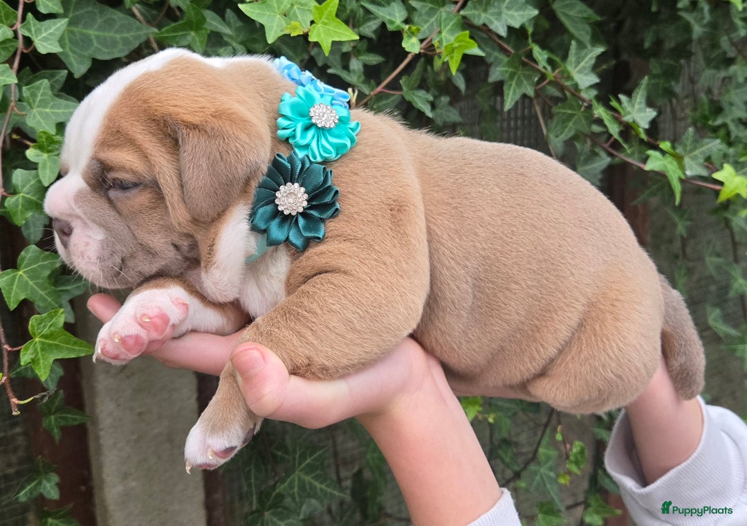Old English Bulldog honden te koop: Old english bulldog pup mag nest verlaten  - Advertentie 6