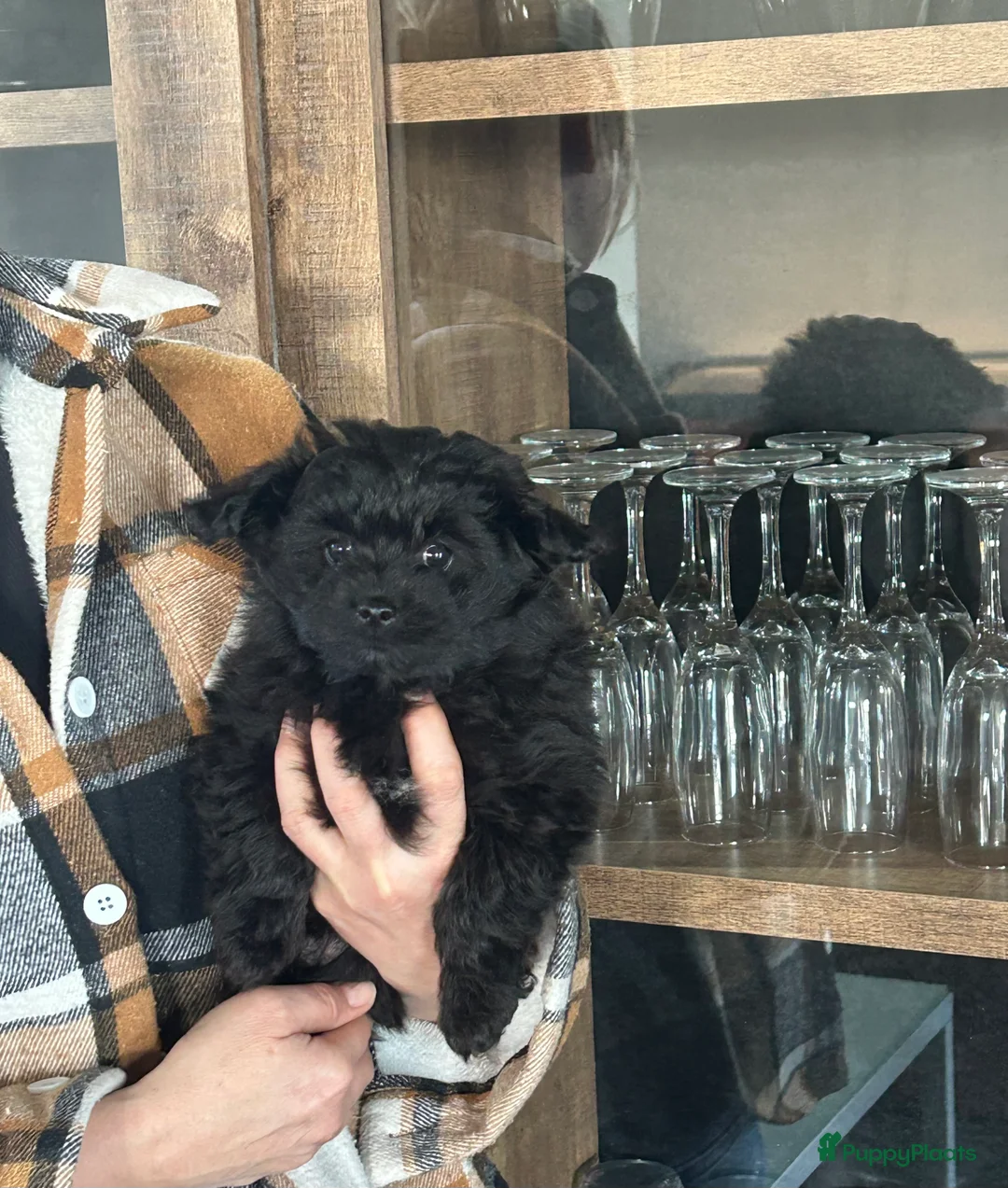 Kruising honden te koop: Pomapoo reu - Advertentie 4