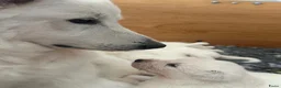 Zwitserse Witte Herdershond honden te koop: Zwitserse witte herder pups - Advertentie 21