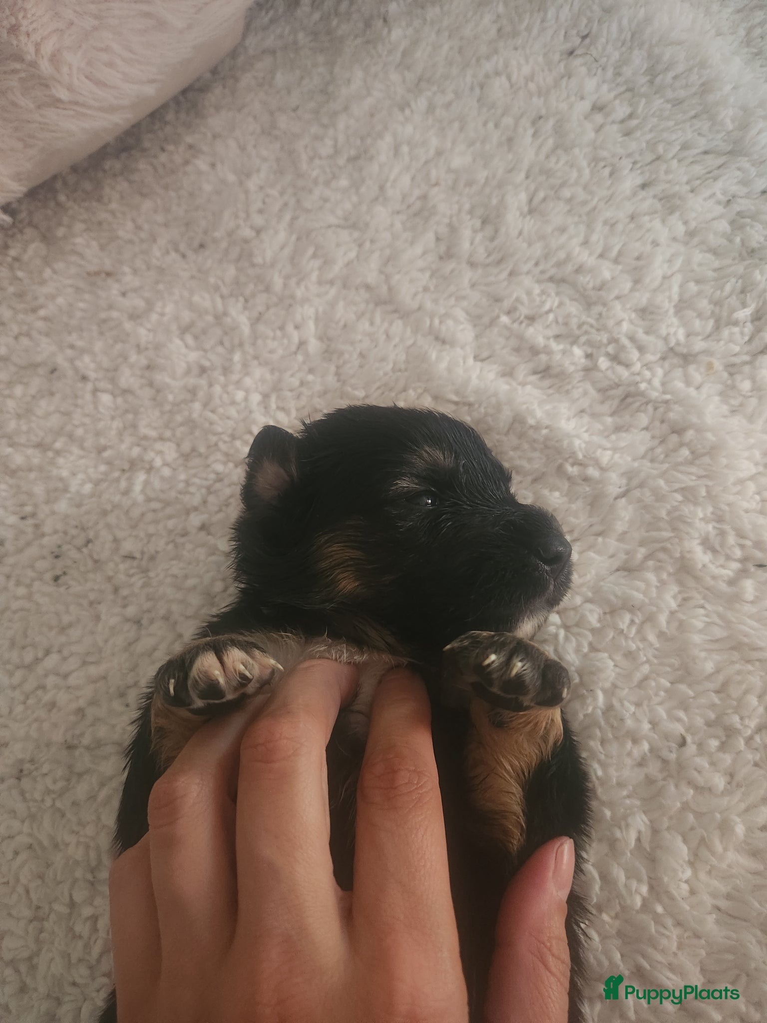 Kruising honden Mooie golden aussie pups - Advertentie 2