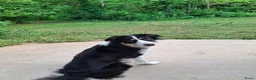 Kruising honden te koop: Bordecolie australian shepherd  - Advertentie 8