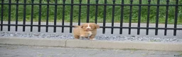 Nova Scotia Duck Tolling Retriever honden te koop: Nova Scotia Duck Tolling Retriever pups # Toller - Advertentie 12