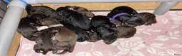 Barbet honden te koop: Barbet pups - Advertentie 4