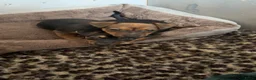 Jack Russel Terriër honden te koop: Lieve Choco tan reu puppy - Advertentie 4