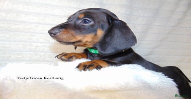 Teckel (korthaar)  honden Teckel pups Black and Tan - Advertentie 13