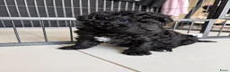 Goldendoodle honden te koop: Mini golden-doodle pups!  - Advertentie 10