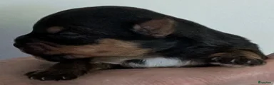Yorkshire Terriër Puppy 1