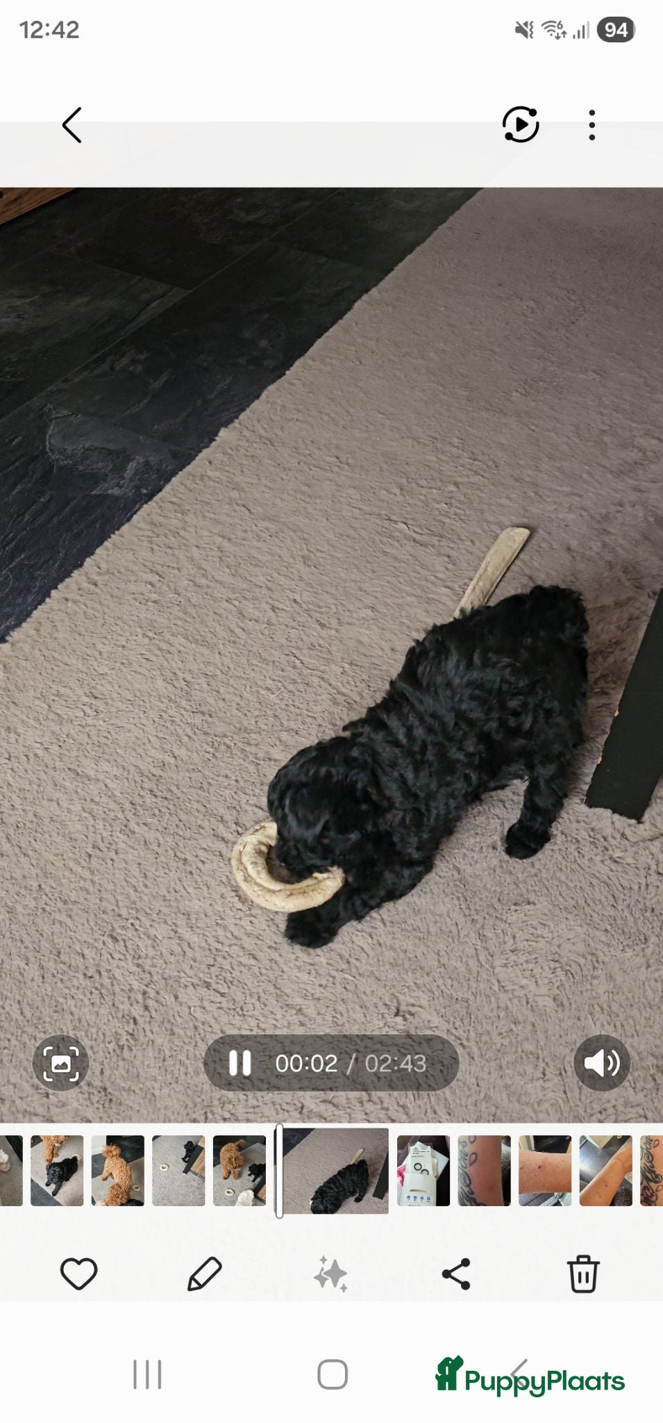 Poedel Toy honden Toypoedel pups  - Advertentie 2