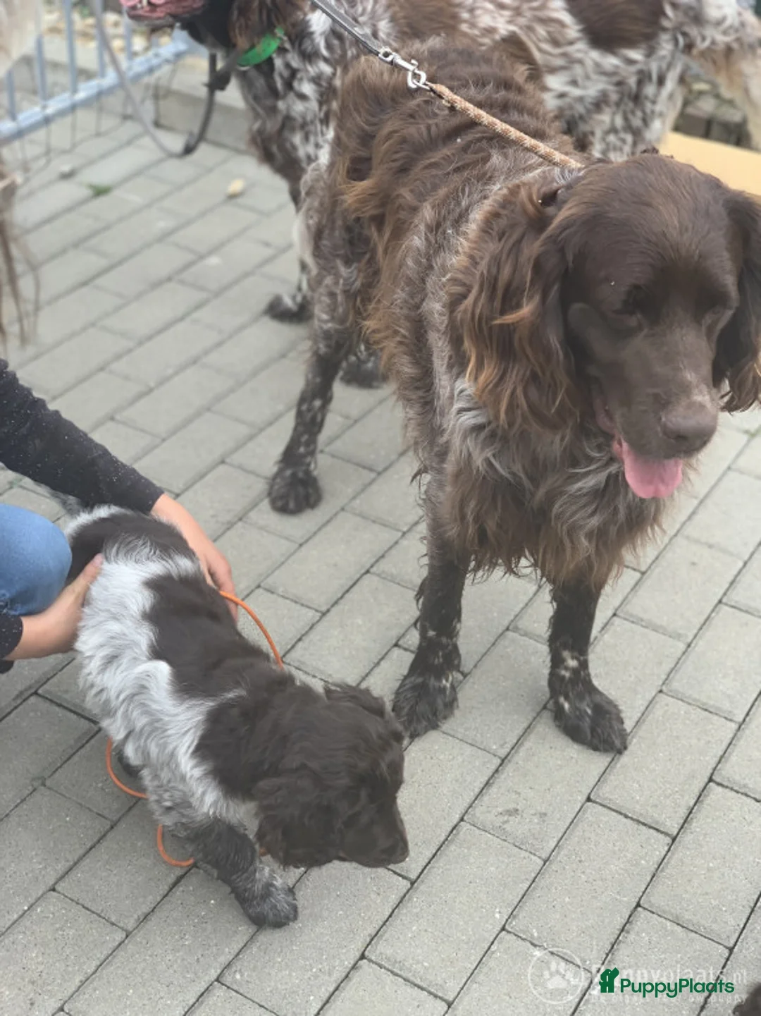 Heidewachtel honden ter dekking: Heidewachtel dekreu met stamboom  in Berg en Terblijt - Advertentie 7
