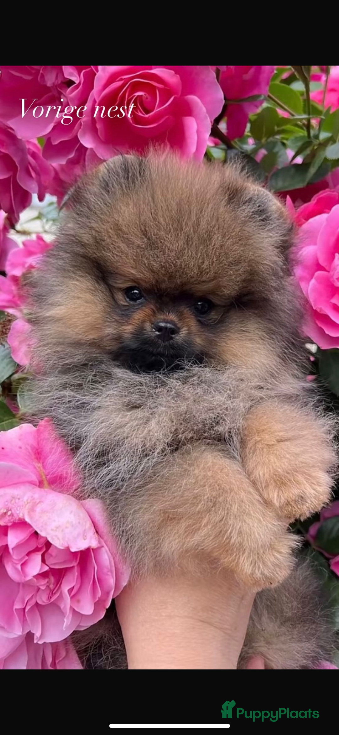 Pomeriaan honden te koop: Pomeriaan pups  - Afbeelding 8