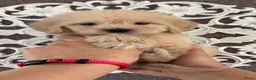 Goldendoodle honden te koop: Prachtige Goldendoodle pups - Advertentie 1