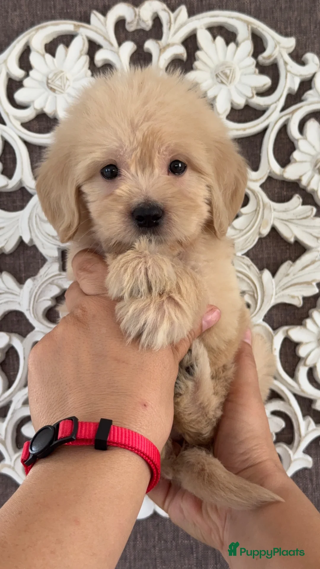 Goldendoodle honden te koop: Prachtige Goldendoodle pups - Advertentie 1