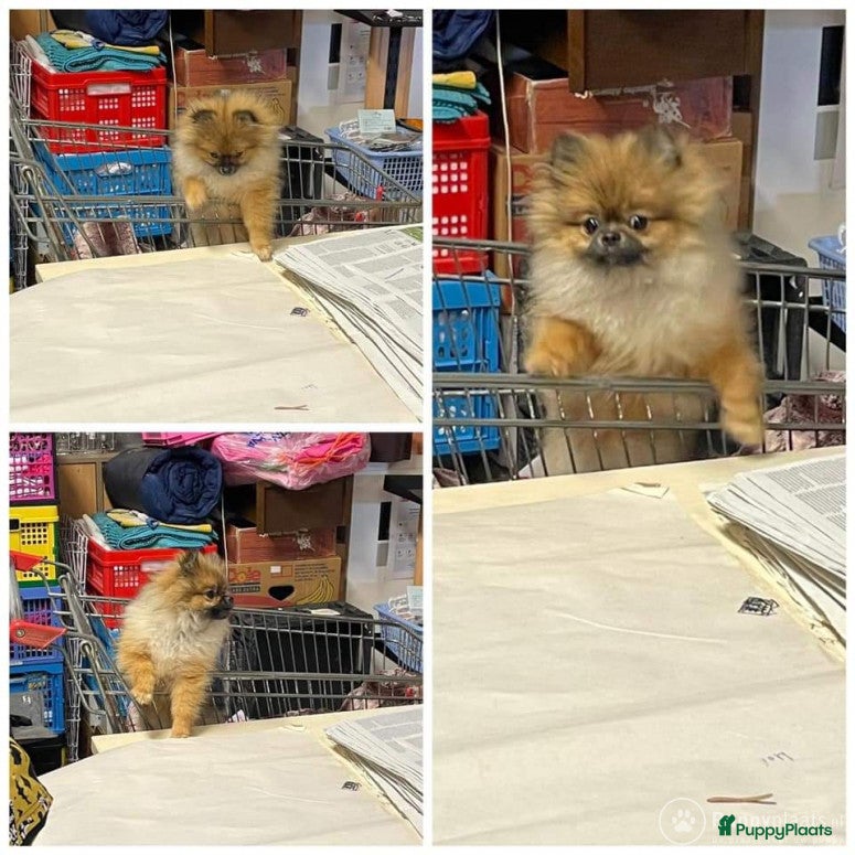 Pomeriaan honden Dekreu aangeboden in Maastricht - Advertentie 1