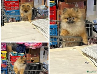 Pomeriaan honden Dekreu aangeboden in Maastricht - Advertentie 4