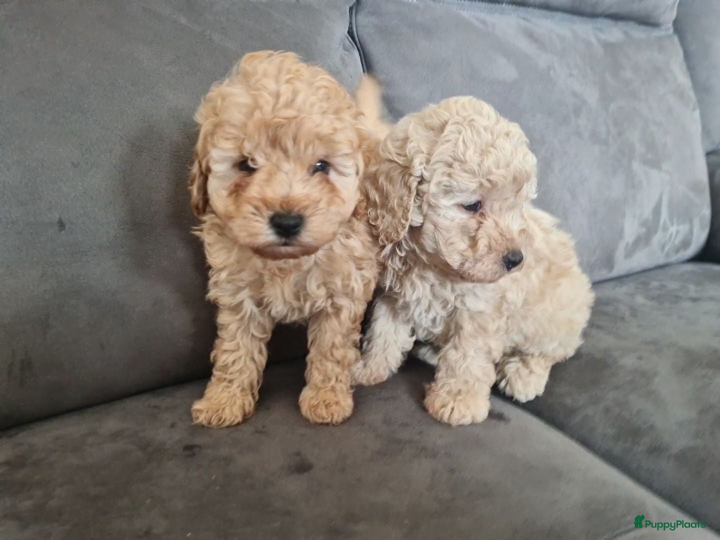 Maltipoo honden Prachtige, gesocialiseerde Maltipoo x poedel pups - Advertentie 1