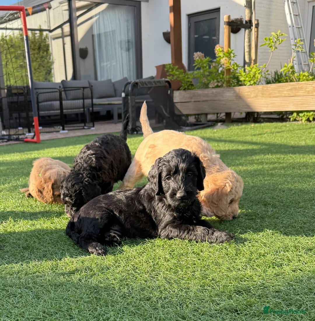 Australian Labradoodle honden te koop: (Australian) Labradoodle pups - Advertentie 1