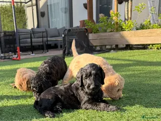 Australian Labradoodle honden (Australian) Labradoodle pups - Advertentie 1