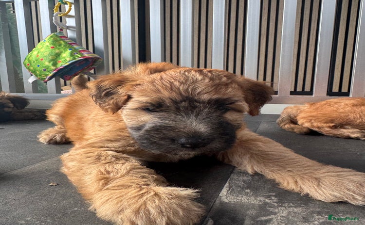 Softcoated Wheaten Terriër honden - Advertentie 1