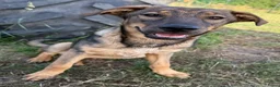 Kruising honden te koop: Fayaa - Advertentie 9