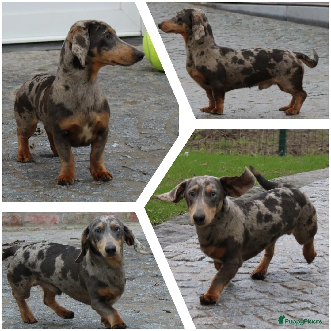 Teckel (korthaar)  honden te koop: Teckel pups - Advertentie 24