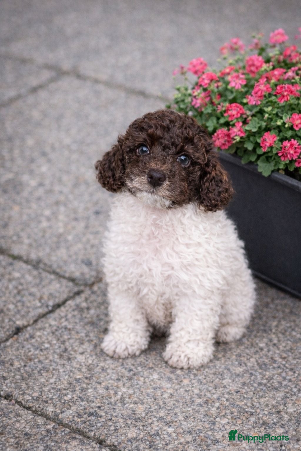 Maltipoo honden Maltipoo pups - Advertentie 3