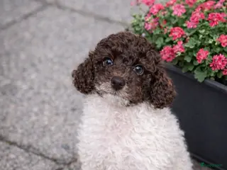 Maltipoo honden Maltipoo pups - Advertentie 3