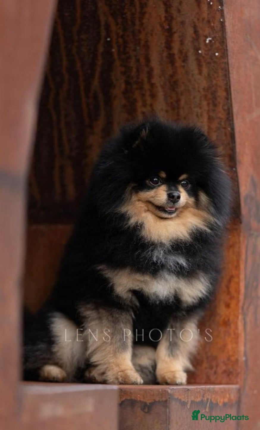 Pomeriaan honden te koop: Te koop prachtige Black and ten pomeriaan pups in Veenendaal - Advertentie 7