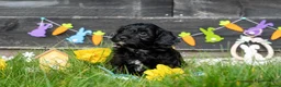 Kruising honden te koop: Lieve Boompoo - Advertentie 3