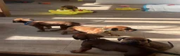 Rhodesian Ridgeback honden te koop: Pups met stamboom Rhodesian Ridgeback  - Advertentie 3