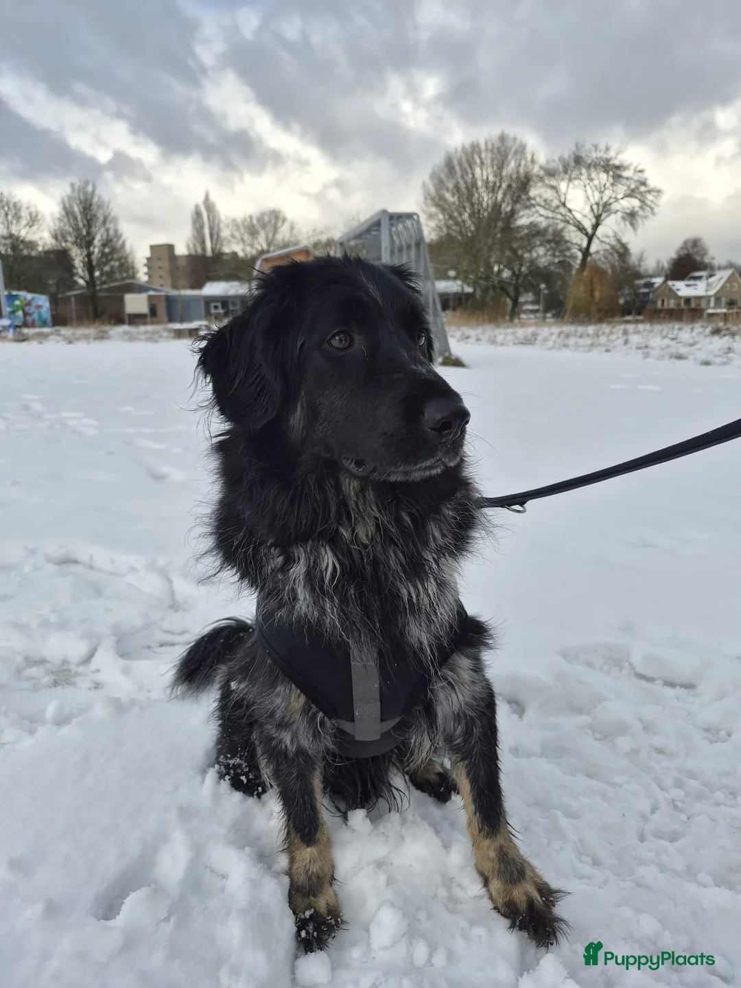 Friese Stabij honden ter adoptie: Gouden mandje gezocht voor onze Jax in Dordrecht - Advertentie 4