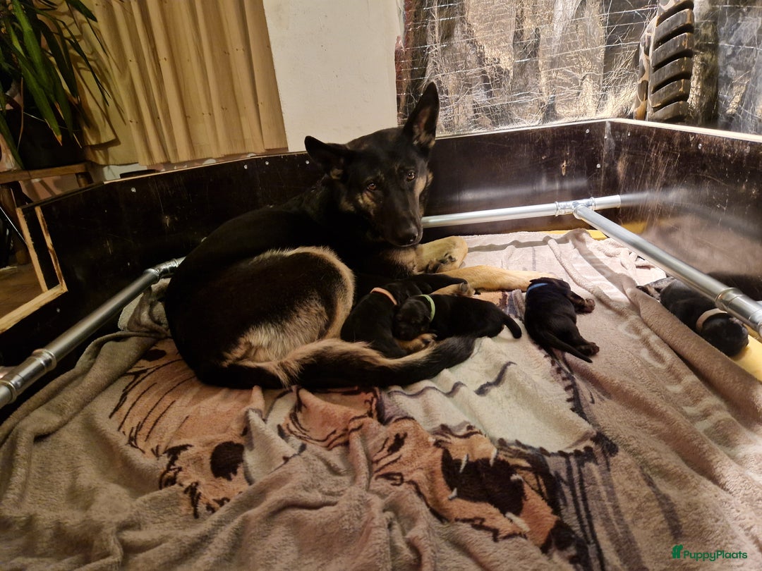 Duitse Herder honden te koop: Topkwaliteit Duitse Herder Pups - Advertentie 10