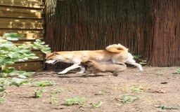 Shiba honden te koop: Shiba teefje met stamboom - Afbeelding 16