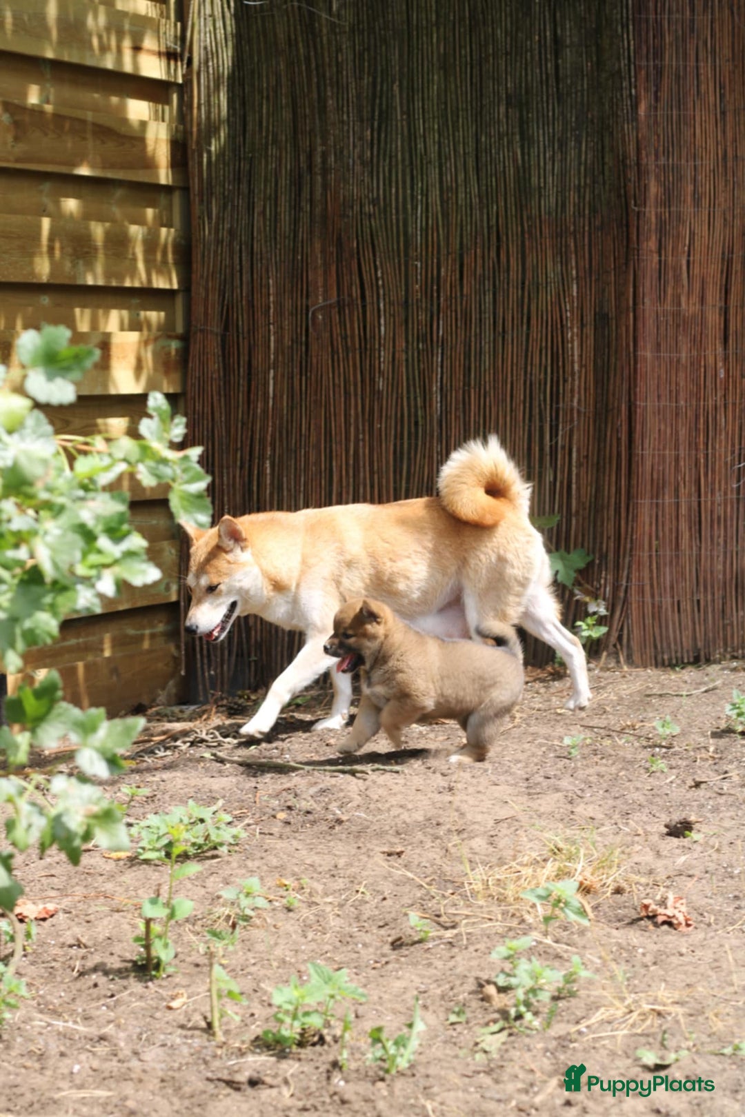 Shiba honden te koop: Shiba teefje met stamboom - Afbeelding 16