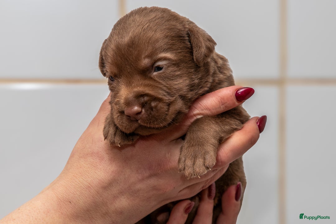 Labrador Retriever honden te koop: Raszuiver labrador pups mogen naar nieuw huisje  - Advertentie 17