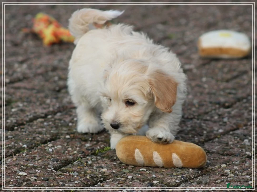 Maltipoo honden te koop: Leuke Maltipoo pups. - Advertentie 11