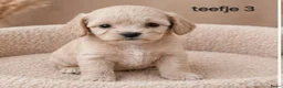 Maltipoo honden te koop: Super lieve mooie maltipoo pups - Advertentie 6
