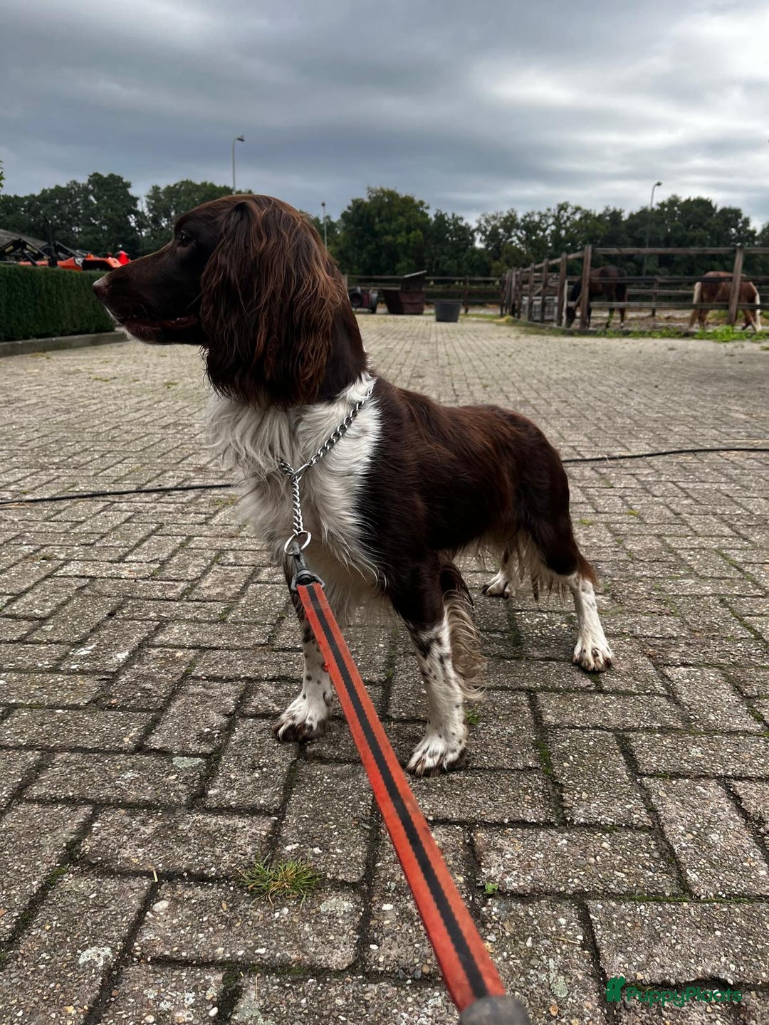 Engelse Springer Spaniel honden te koop: te koop Engelse Springer Spaniel Pups - Advertentie 8