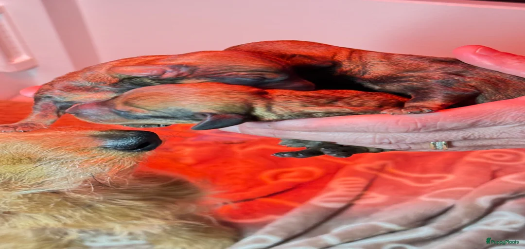 Galerij afbeelding {{count}}