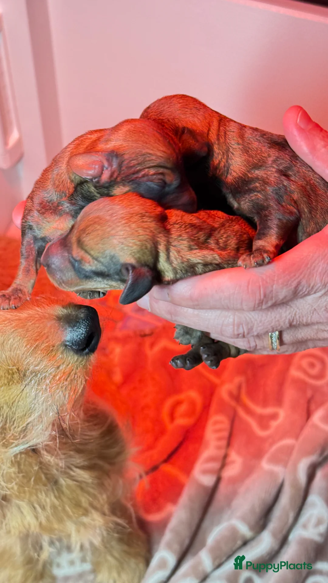 Galerij afbeelding {{count}}