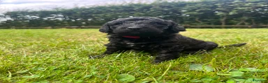 Labradoodle 1