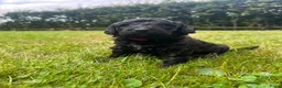 Labradoodle honden te koop: Prachtige medium labradoodle pups te koop in Breda - Advertentie 15