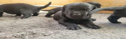 Labrador Retriever honden te koop: STAMBOOM ZWARTE FIELDTRIAL LABRADOR PUPS - Advertentie 11