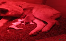 Shiba honden te koop: Shiba Inu pups (nog 1 reutjes beschikbaar) - Afbeelding 20