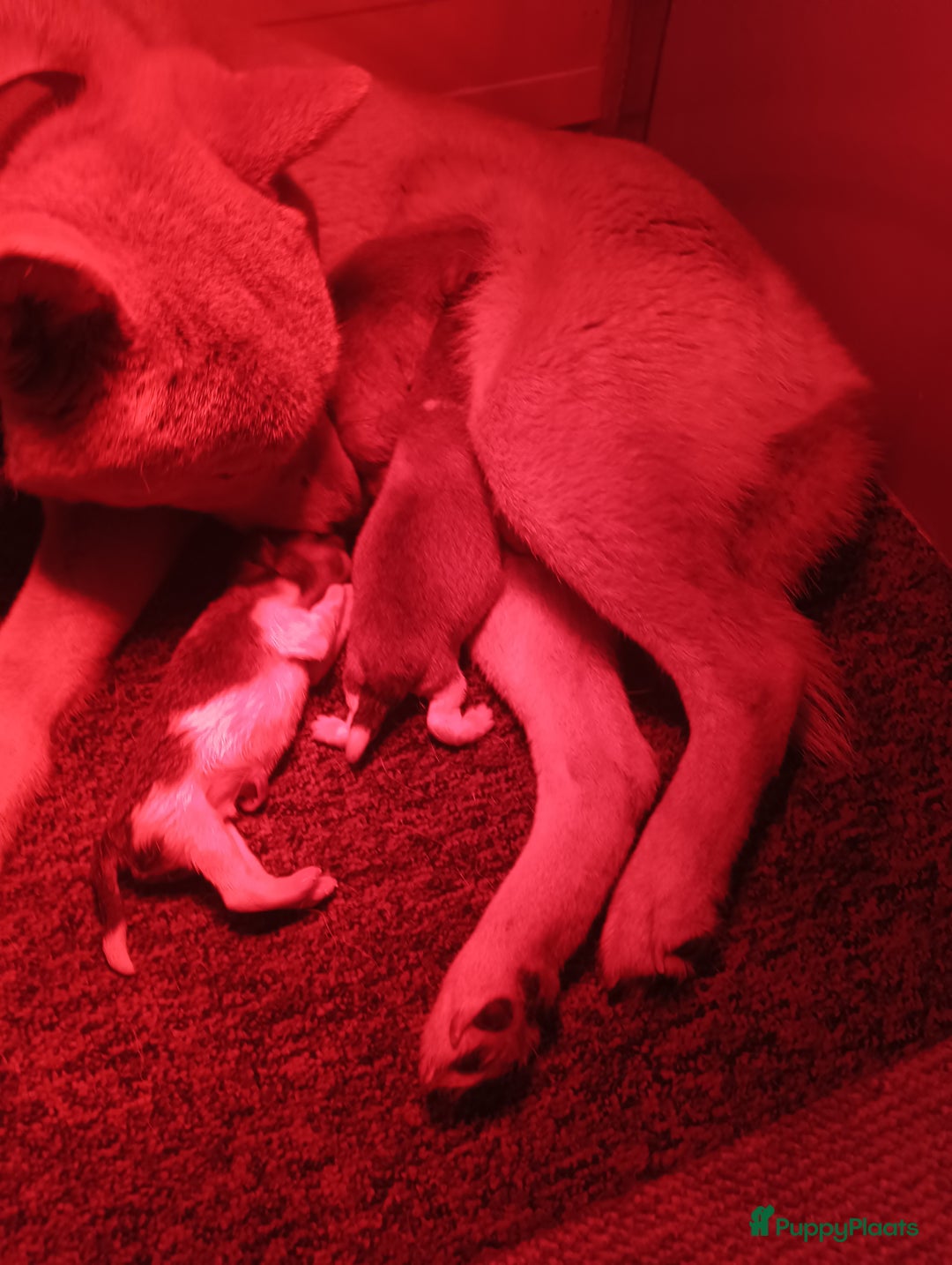 Shiba honden te koop: Shiba Inu pups (nog 1 reutjes beschikbaar) - Afbeelding 20