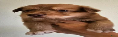 Reu 2