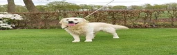 Golden Retriever honden te koop: Te koop lieve prachtige golden retriever pups - Advertentie 7