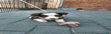 Border Collie 6