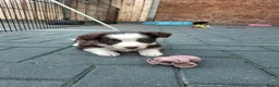 Border Collie honden te koop: Border collie pups - Advertentie 5