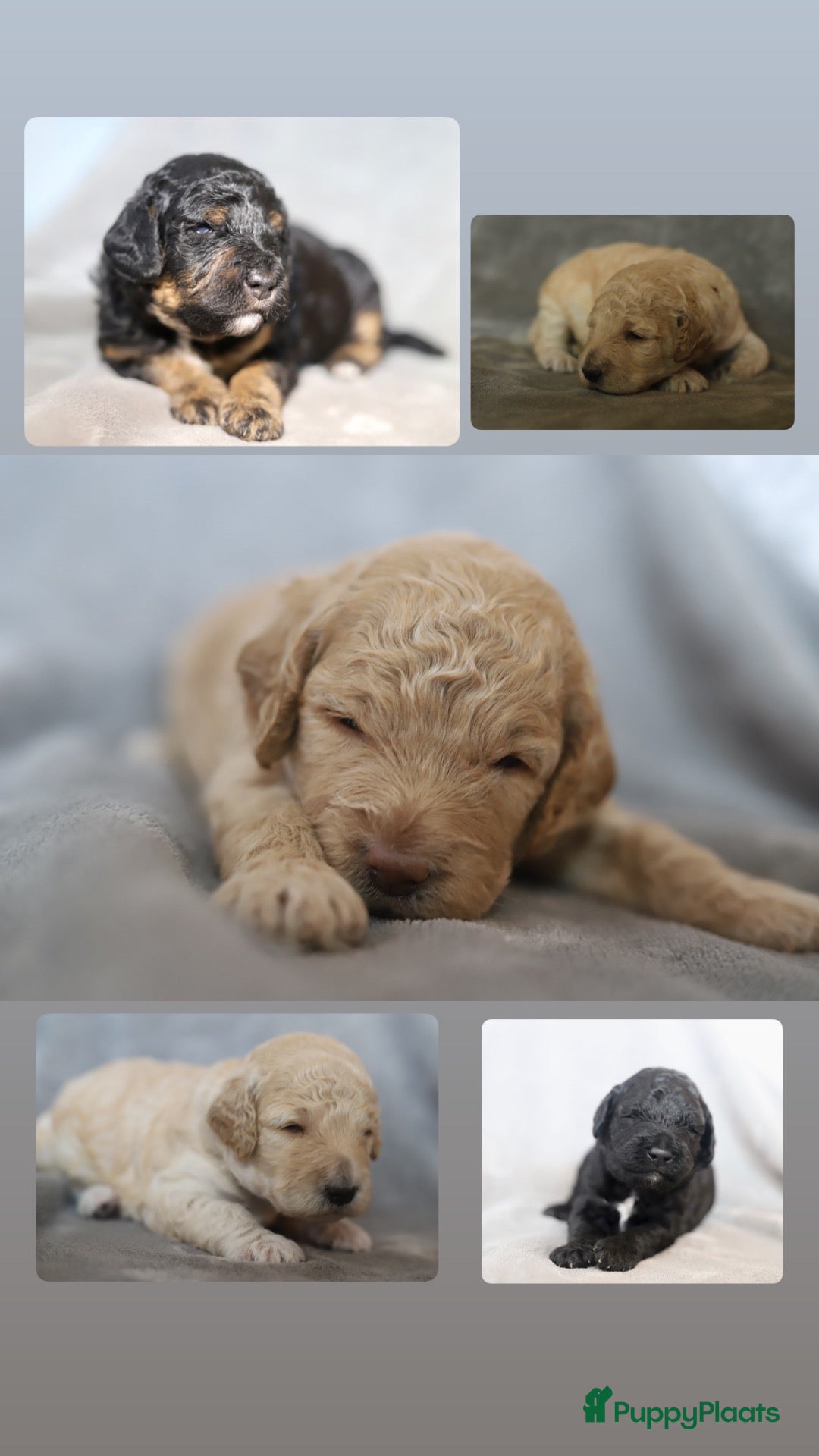 Poedel honden Prachtige poedel puppy’s  - Advertentie 9