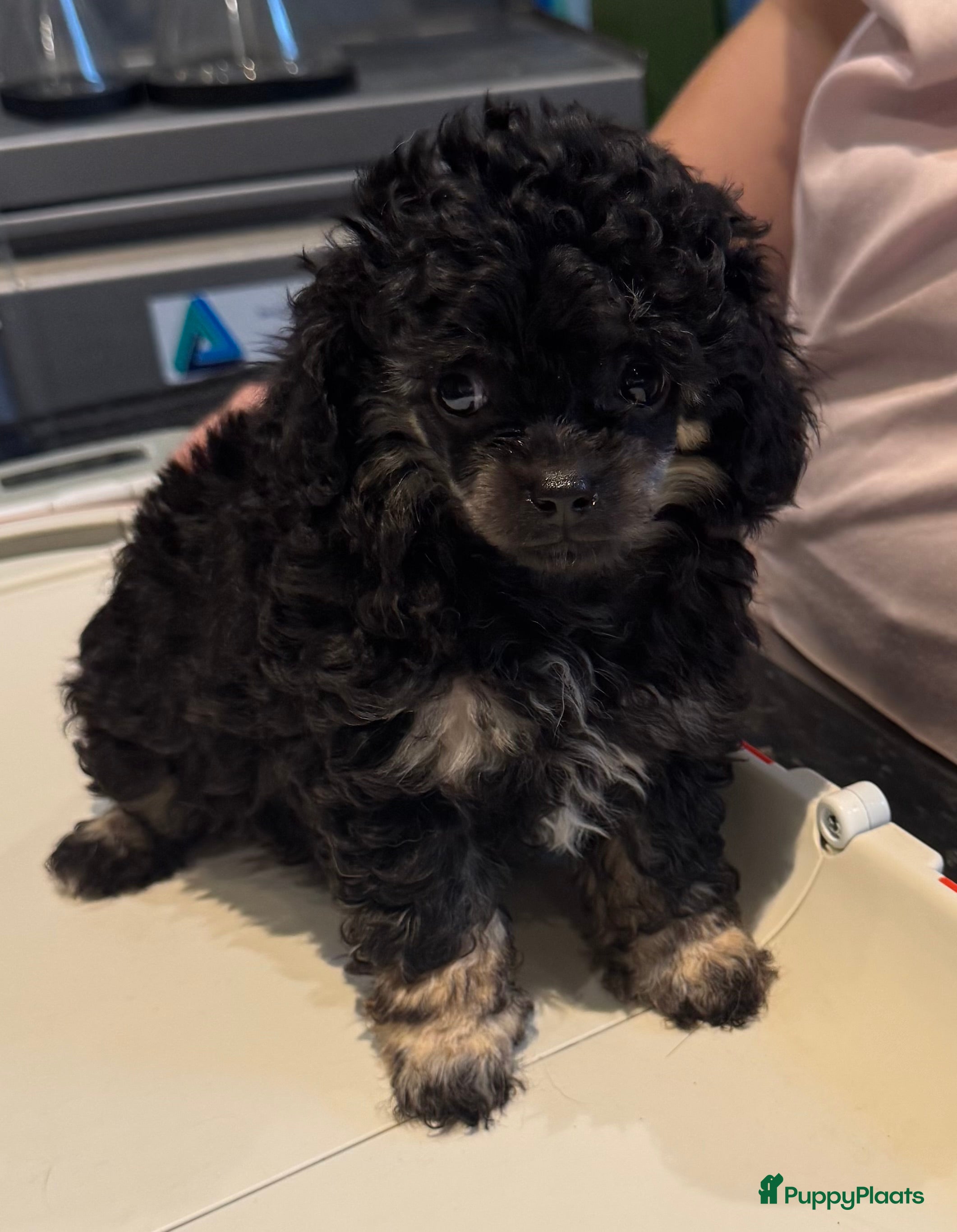 Poedel Toy honden Toy poedels  - Advertentie 12